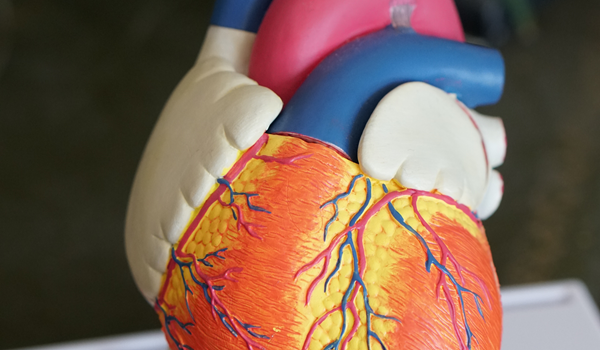 a close up of a heart model